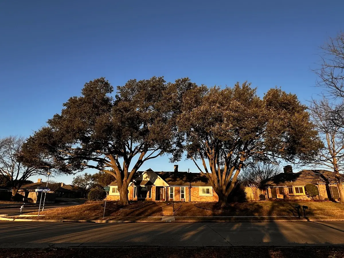 Established residential canopy tree shading a home in Wartrace